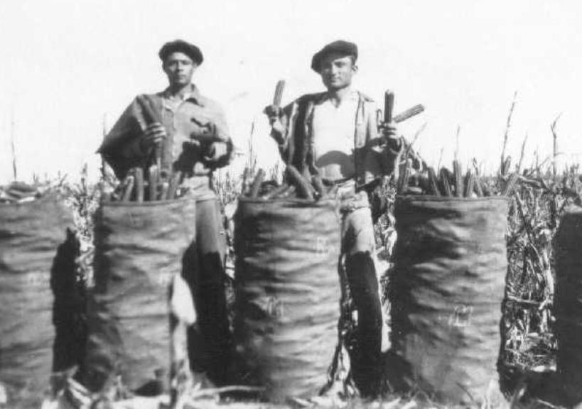La juntada de maíz
