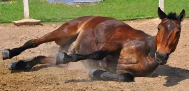 Comunicado de gobierno por casos de encefalitis equina del oeste