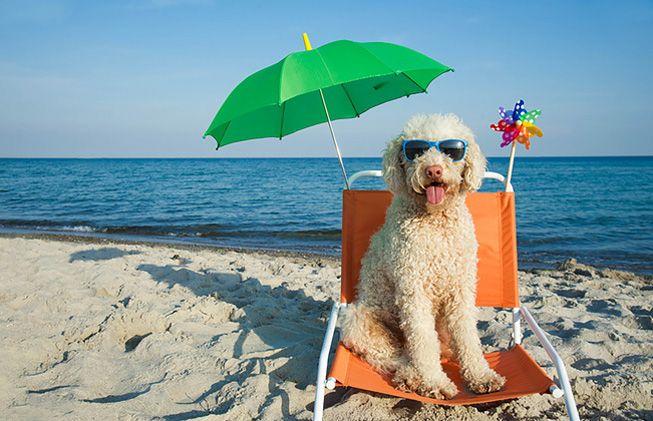 Algunas sugerencias para veranear con el perro