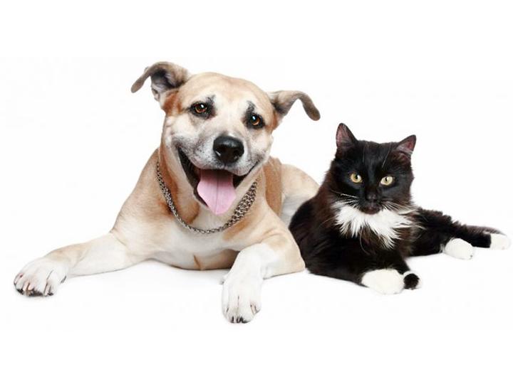 'Las castraciones son a cuentagotas y generan sobrepoblación de perros y gatos'