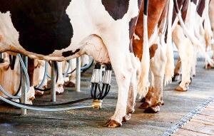 Importante descenso en la producción tambera