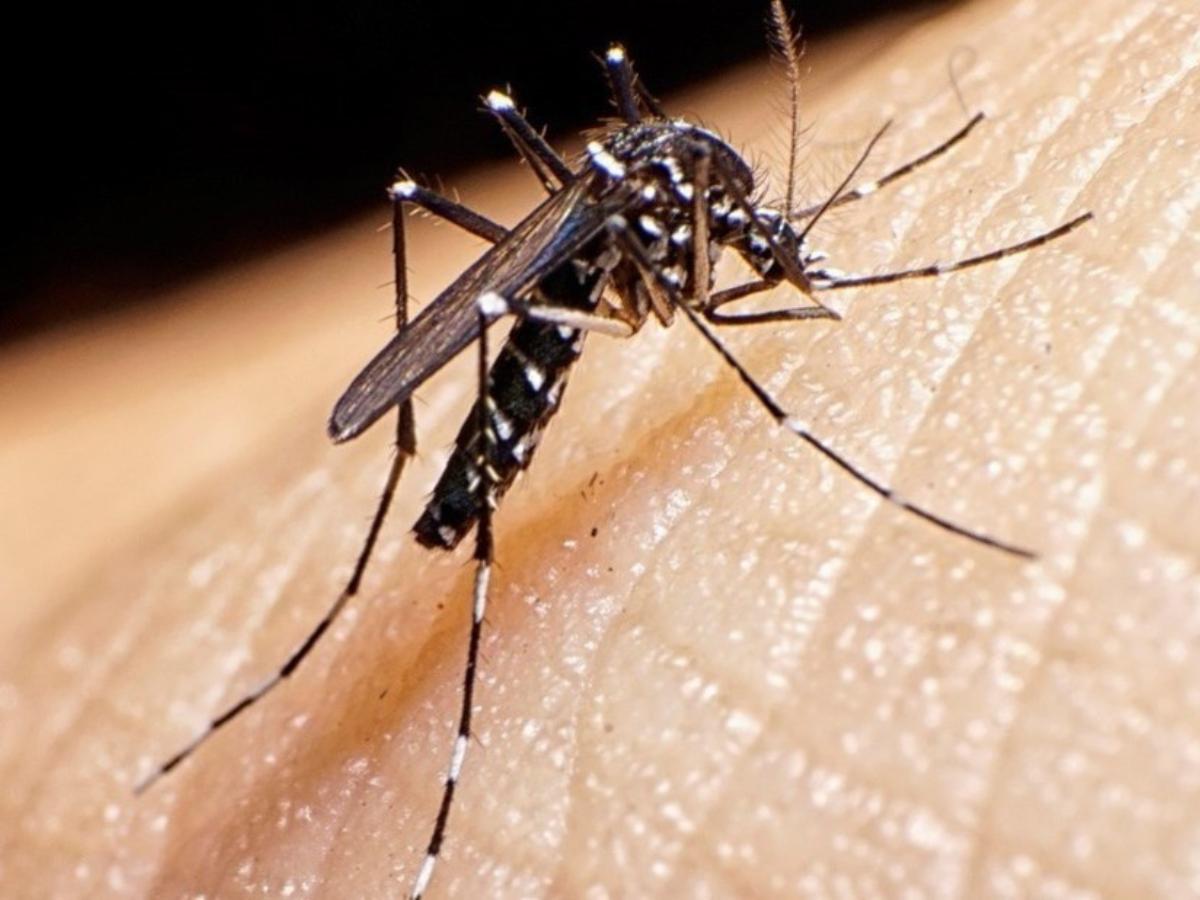 Jornada prevención contra el dengue