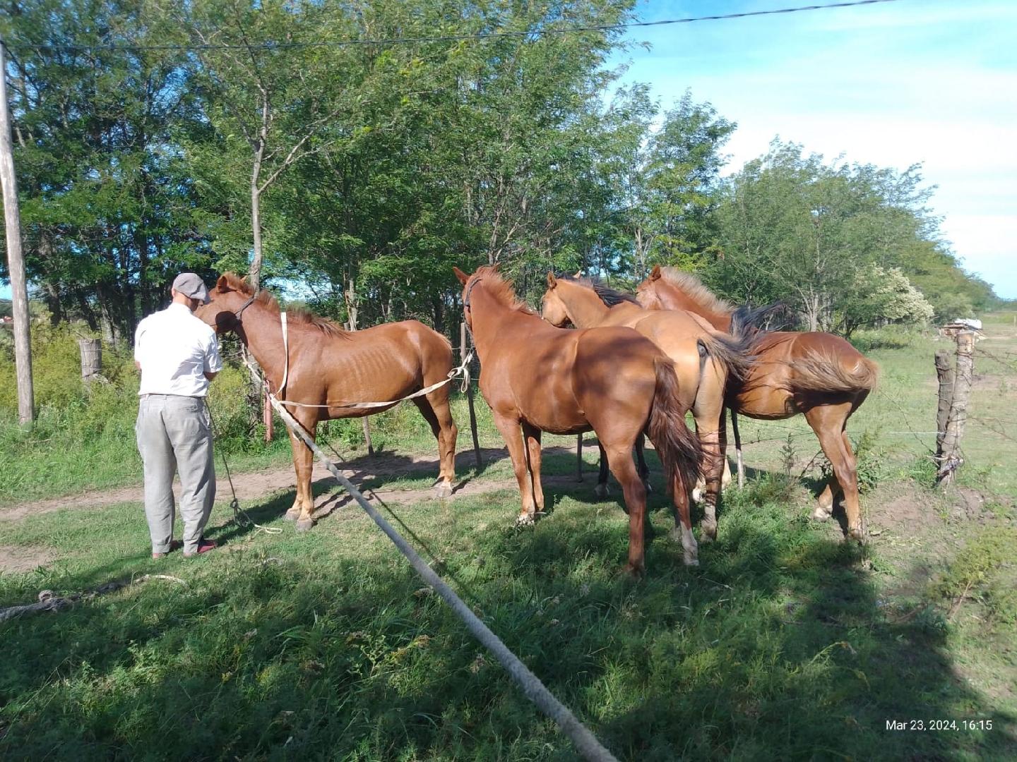 Caballos sueltos, un problema