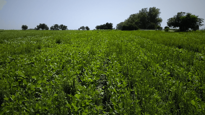 En Argentina ya hay 24 especies de malezas que se volvieron resistentes a herbicidas