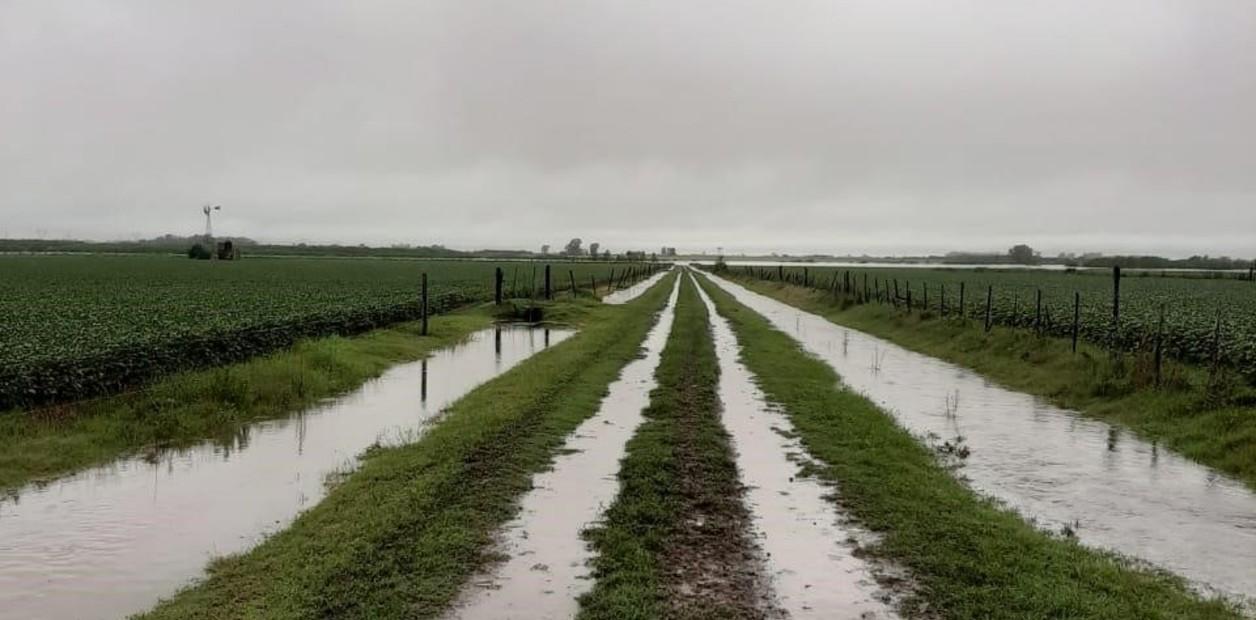 Las lluvias complican la cosecha gruesa, pero le dan más fuerza al trigo 2024/25
