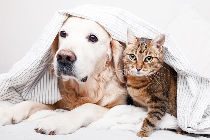 El frío y los animales de compañía