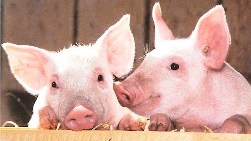 La producción porcina acumula pérdidas millonarias y no encuentra respuestas