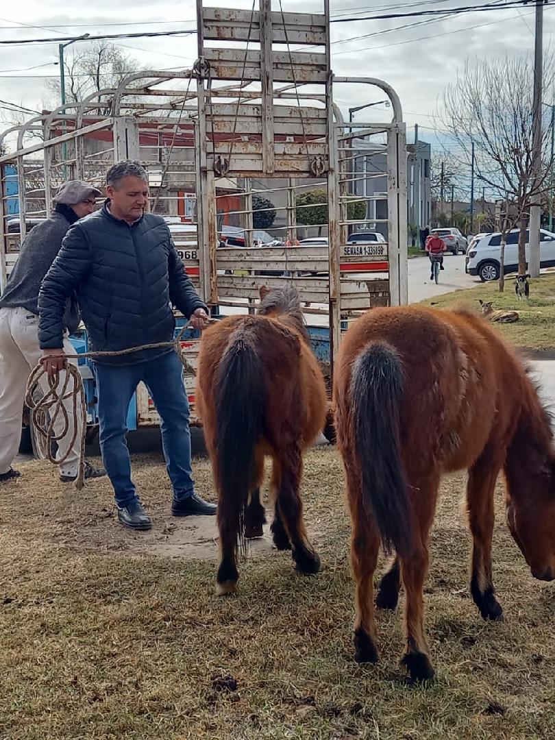 Secuestraron a ocho equinos sueltos en distintos puntos de la ciudad