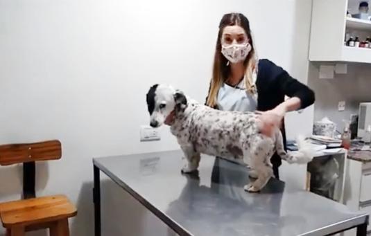 El veterinario: factor clave en el equilibrio de la salud pública