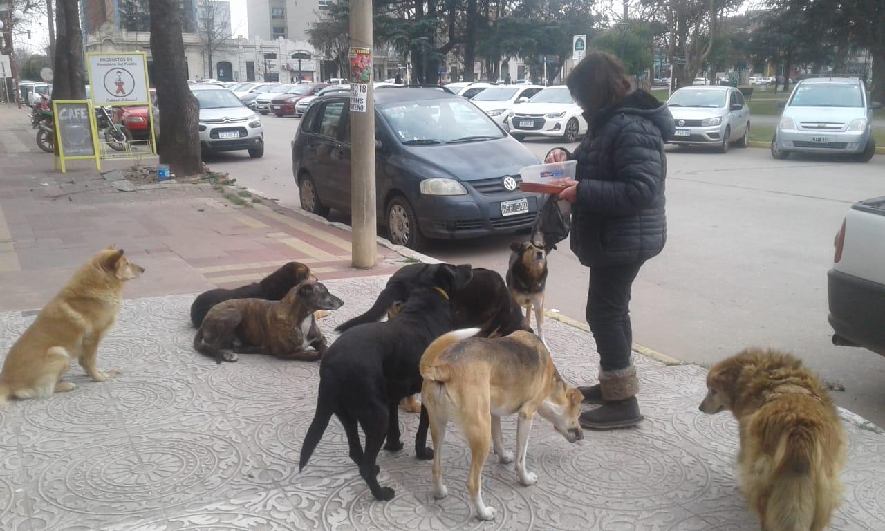 LA DAMA Y LOS PERROS