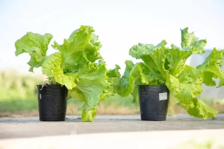 Una nueva lechuga crespa que revoluciona la horticultura