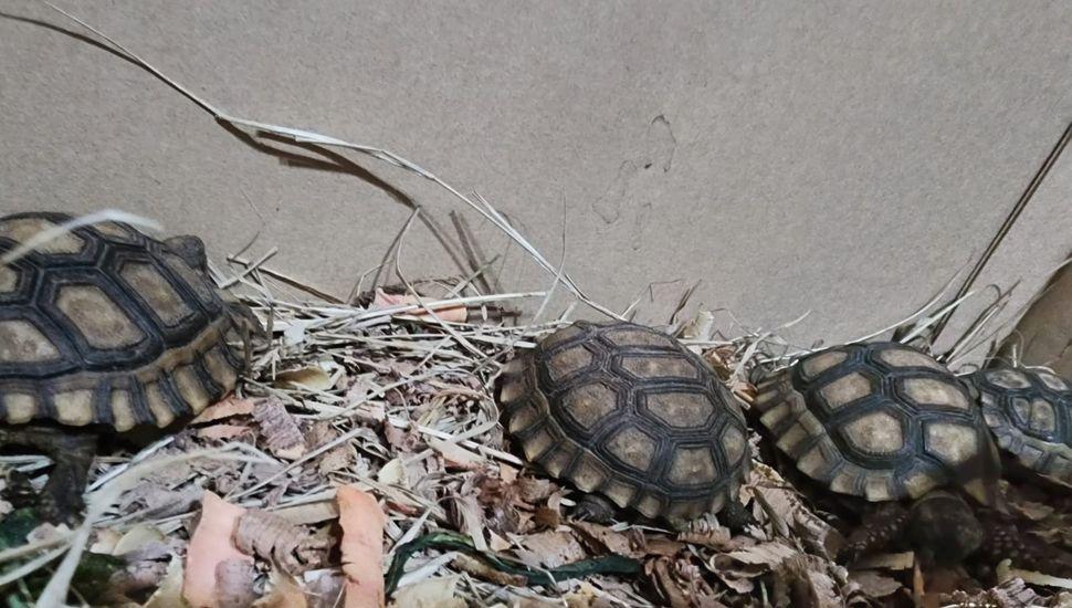 Se realizó un allanamiento por comercio ilegal de tortugas