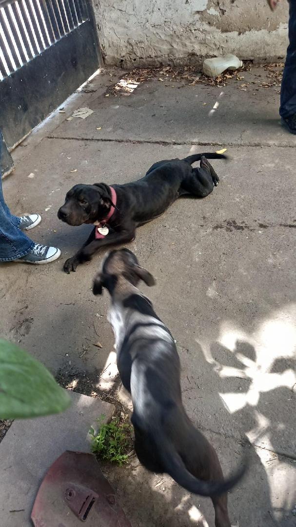 Rescatan a perros en estado crítico tras denuncia por maltrato