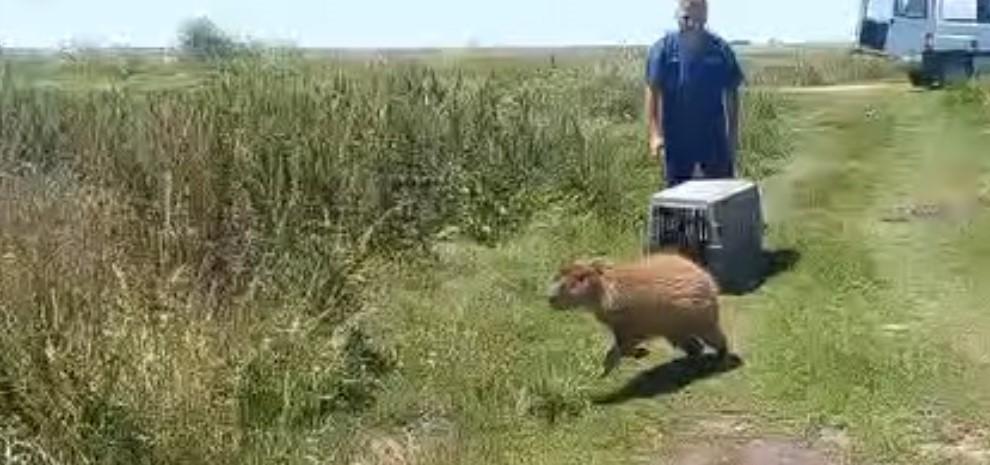 Apareció un carpincho en pleno Chacabuco