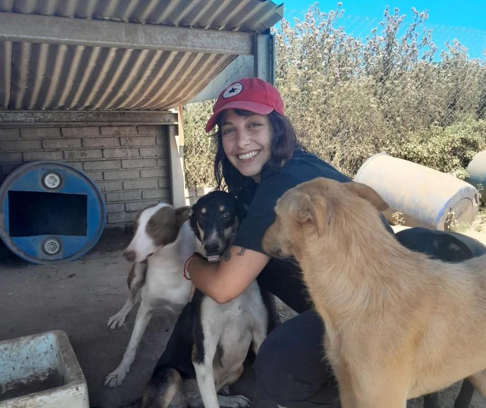Cómo proteger a los animales en épocas festivas