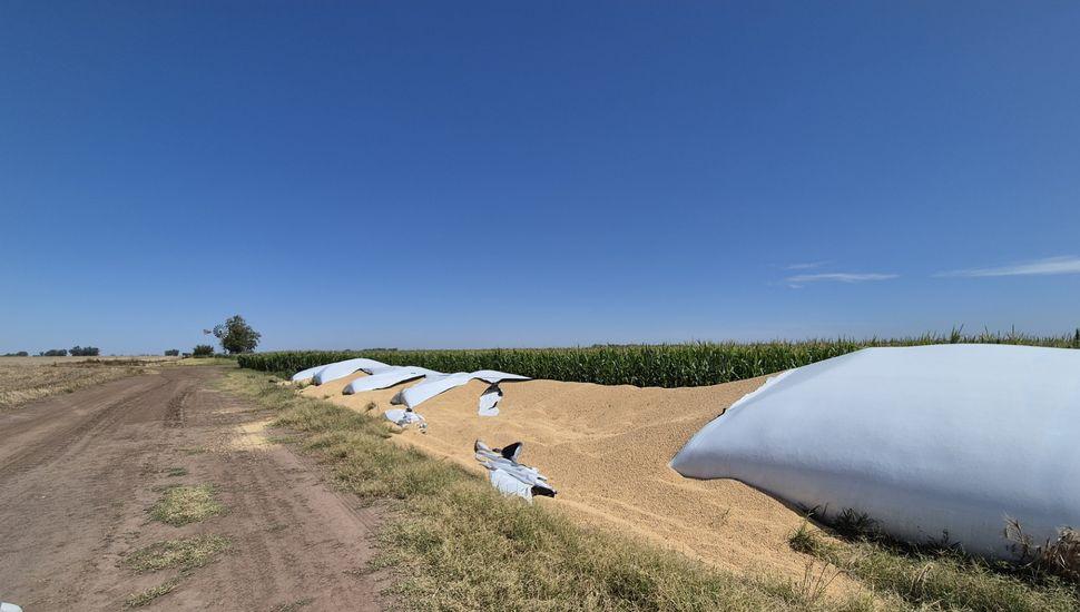 Roban más de 20 toneladas de soja en cercanías de Castilla