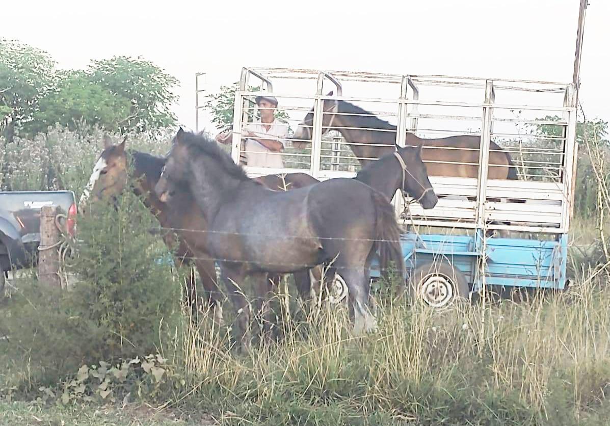 Se secuestraron tres caballos