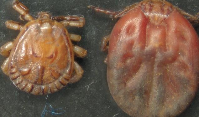 Alertan sobre una nueva especie de garrapata en Entre Ríos