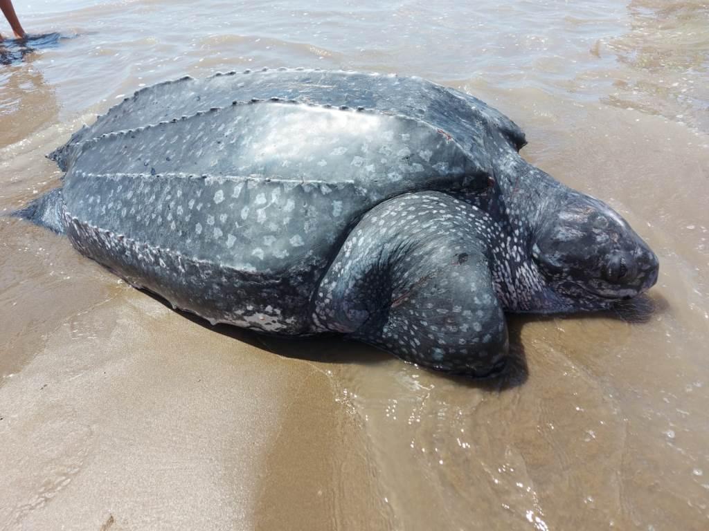 Encuentran siete tortugas laúd muertas en la costa bonaerense en solo una semana