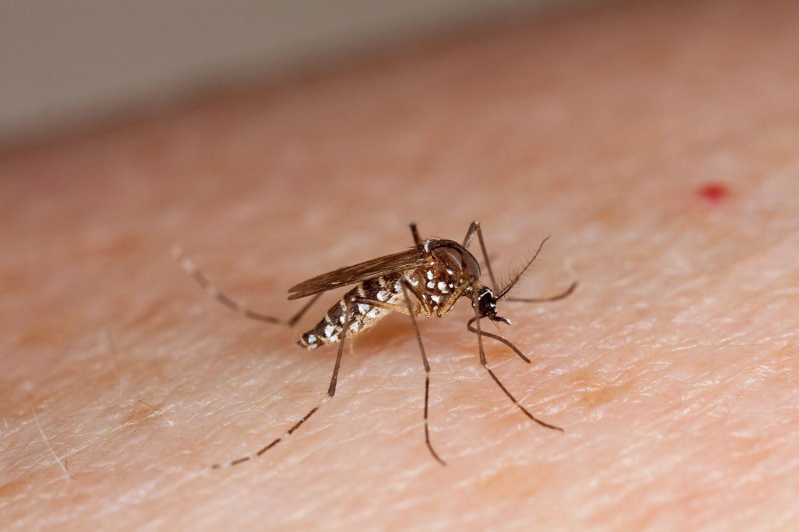 Recomendaciones para la prevención del dengue