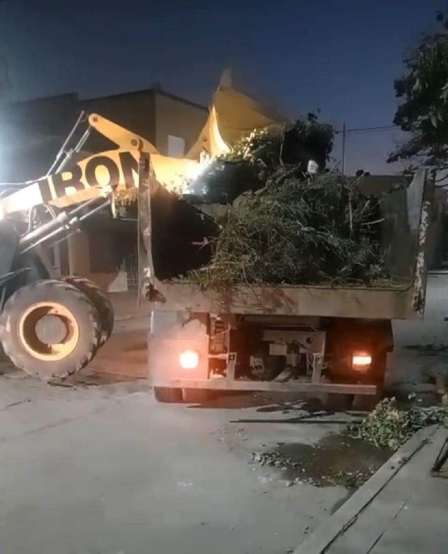 Multarán las podas severas que se realicen sin permiso