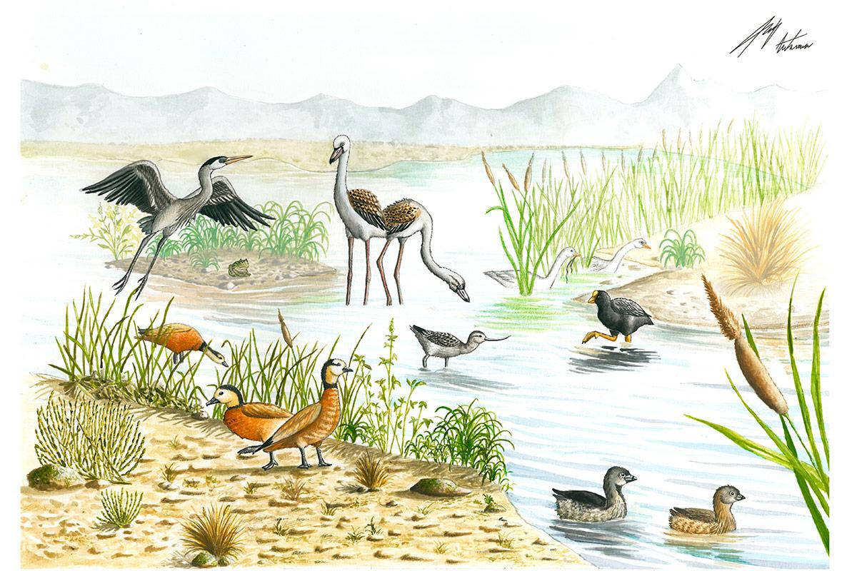Dan el nombre de Haroldo Conti a una nueva especie de ave prehistórica en San Juan