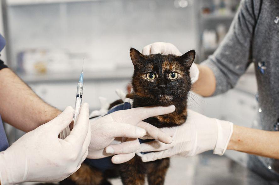 Confirman caso de rabia felina y seis personas bajo seguimiento médico