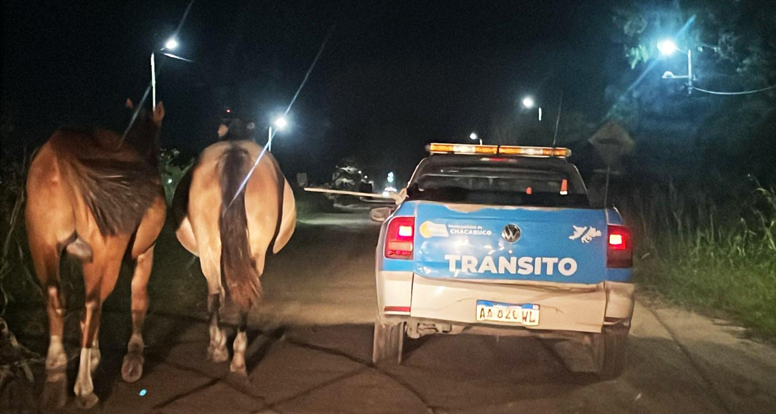 Secuestraron a tres equinos sueltos