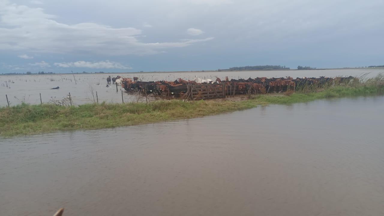 Chacabuco fue declarado en Emergencia Agropecuaria 