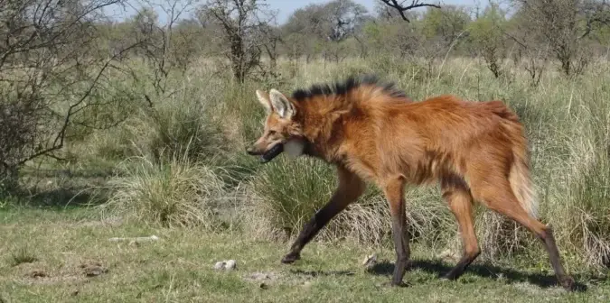 'Fue muy sorpresiva la aparición del Aguará Guazú en Alberti'