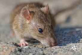 Confirman un caso de hantavirus en Chivilcoy en medio de un brote provincial