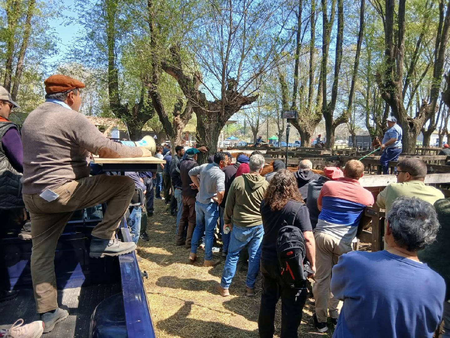 Un remate especial de Hacendados de Chacabuco animó la 46ª Expo Rural