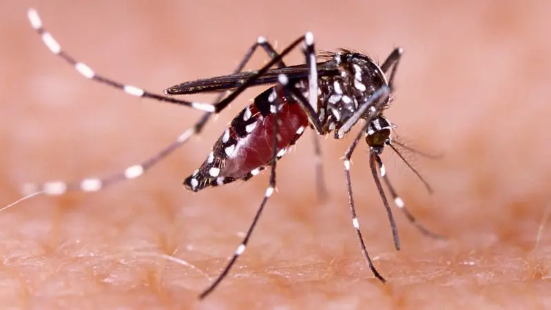 Recomiendan comenzar a tomar medidas contra el dengue