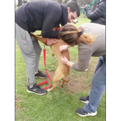 'Estamos bien con la vacunación antirrábica de mascotas'
